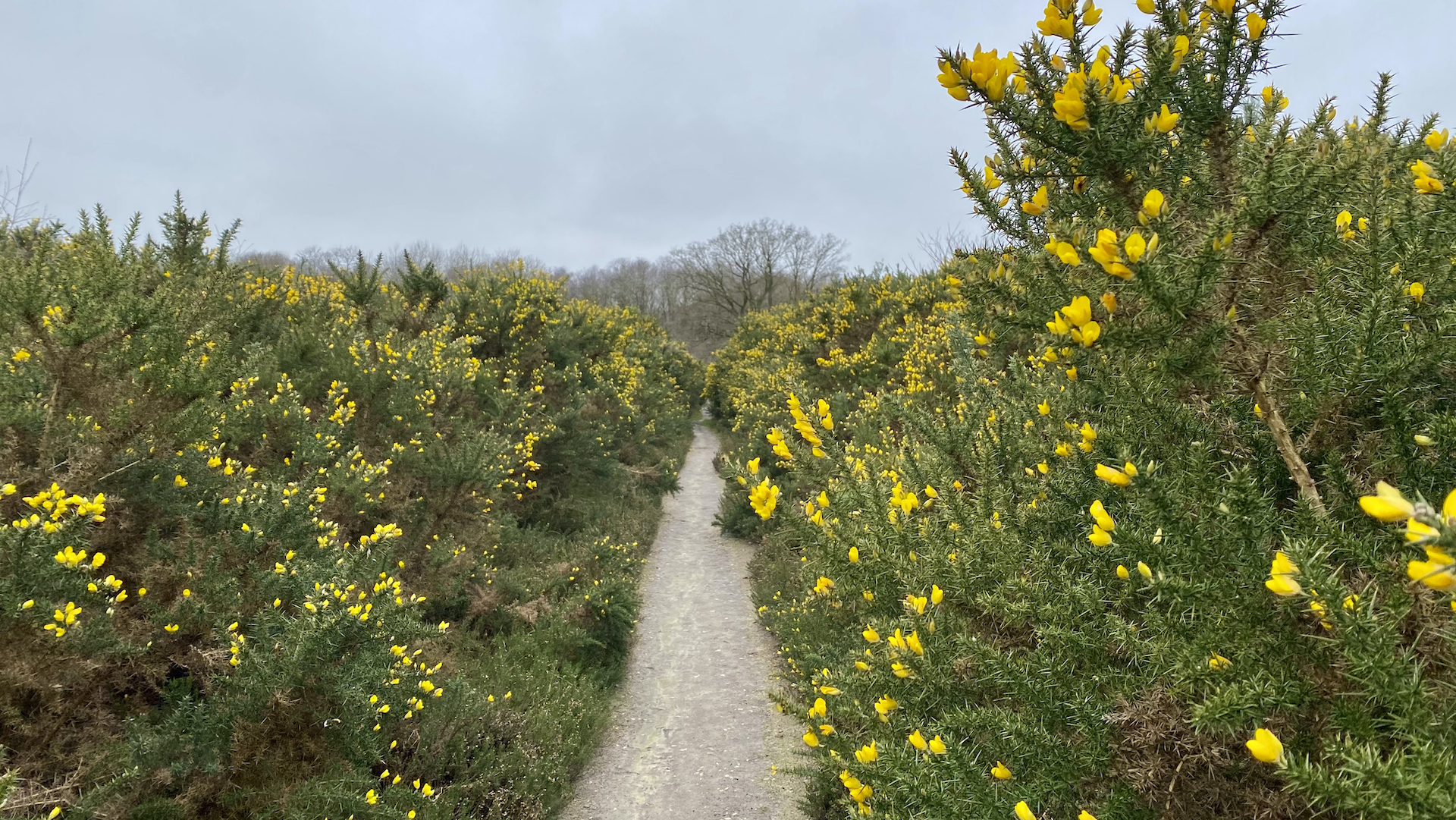 a footpath through Gorse bushes