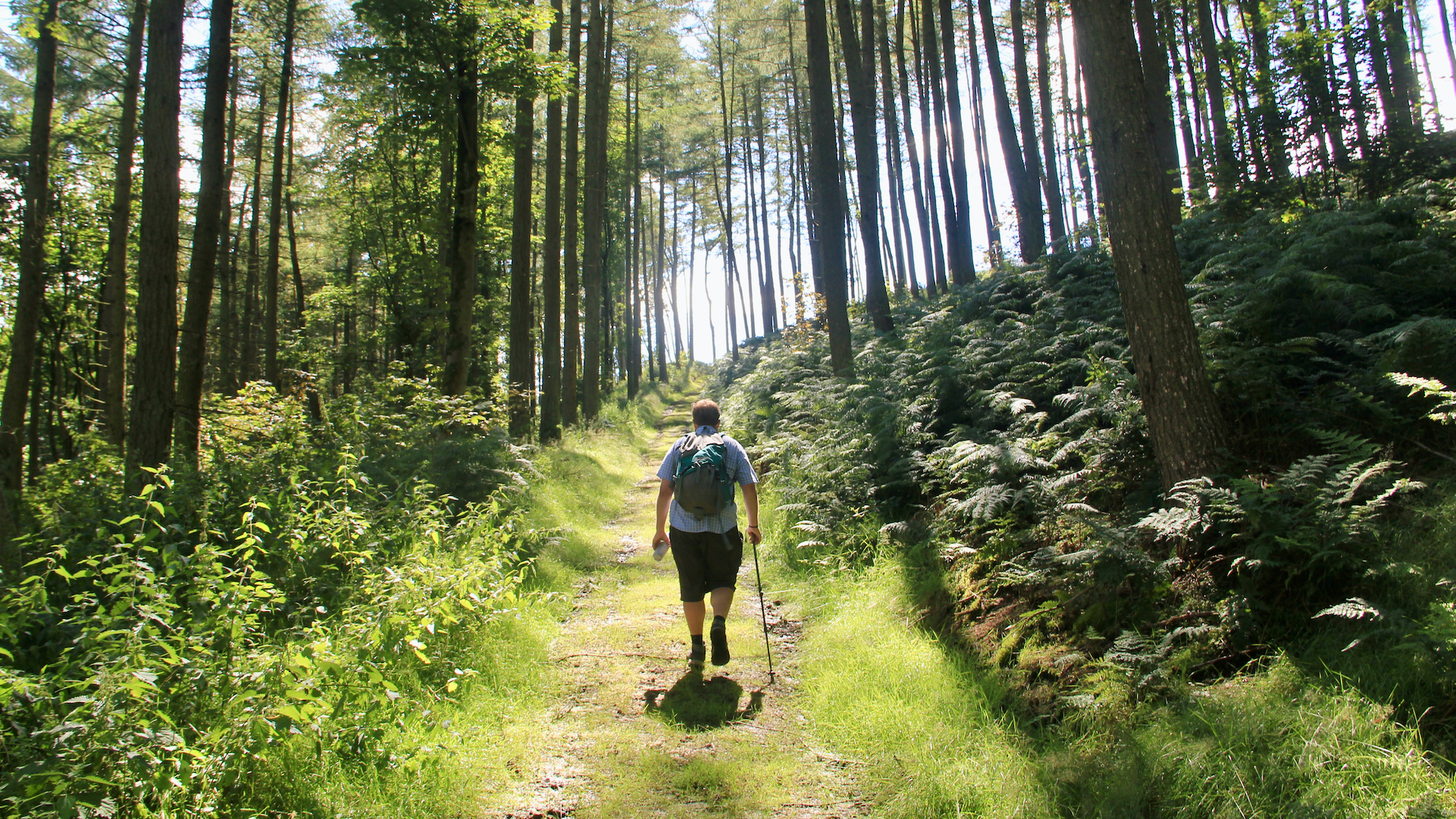A man walking up hill on a grassy footpath through backlit trees